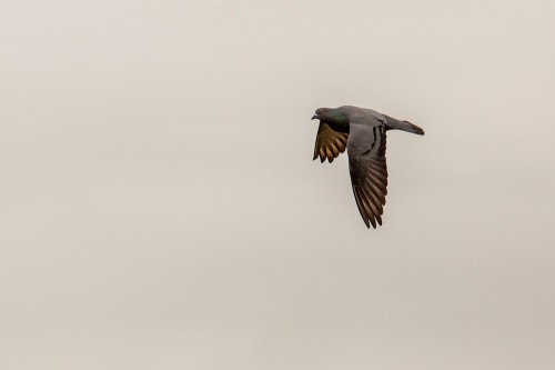 Rock Dove Bird in Flight