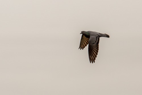 Rock Dove Bird in Flight