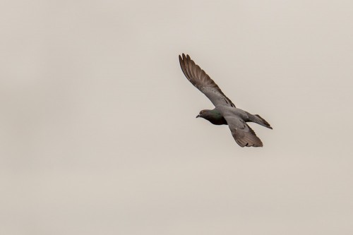 Rock Dove Bird in Flight