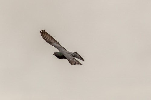 Rock Dove Bird in Flight