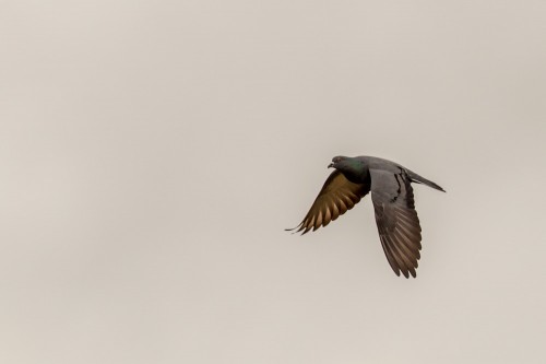 Rock Dove Bird in Flight