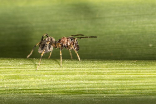 Myrmarachne Ant Mimicking Spider