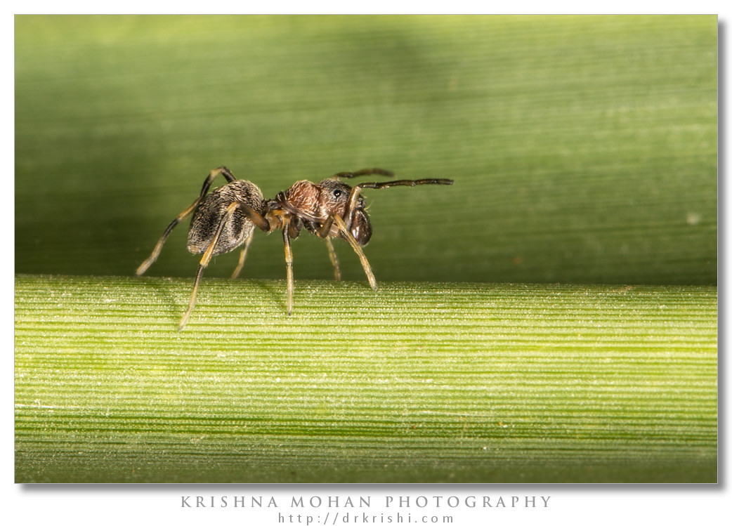 Myrmarachne Ant Mimicking Spider