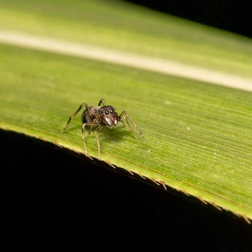 Myrmarachne Ant Mimicking Spider