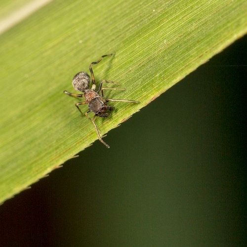 Myrmarachne Ant Mimicking Spider