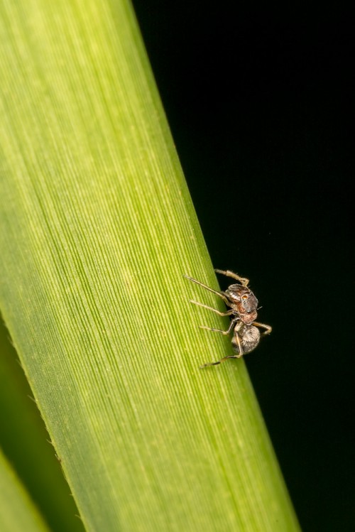 Myrmarachne Ant Mimicking Spider