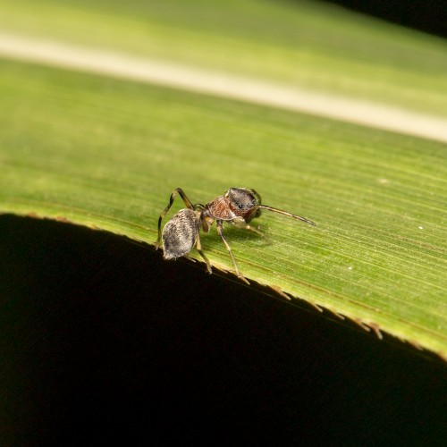 Myrmarachne Ant Mimicking Spider