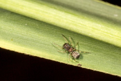 Myrmarachne Ant Mimicking Spider