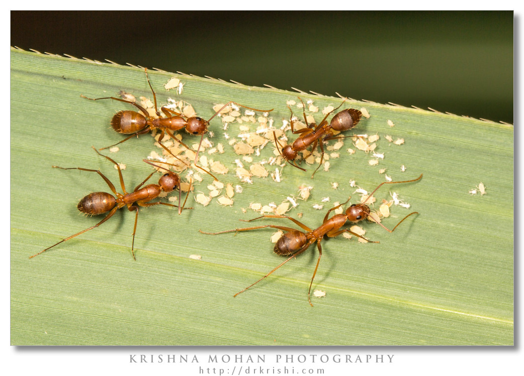 Camponotus Ants Tending Aphids