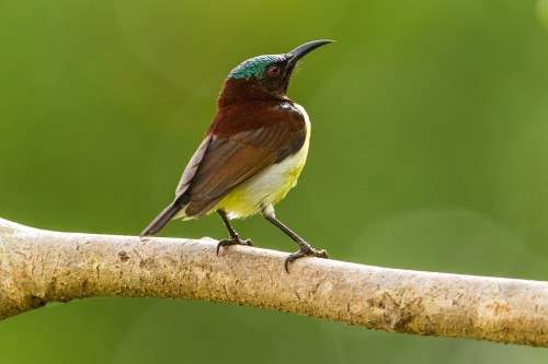 Male Purple-rumped Sunbird (Leptocoma zeylonica)