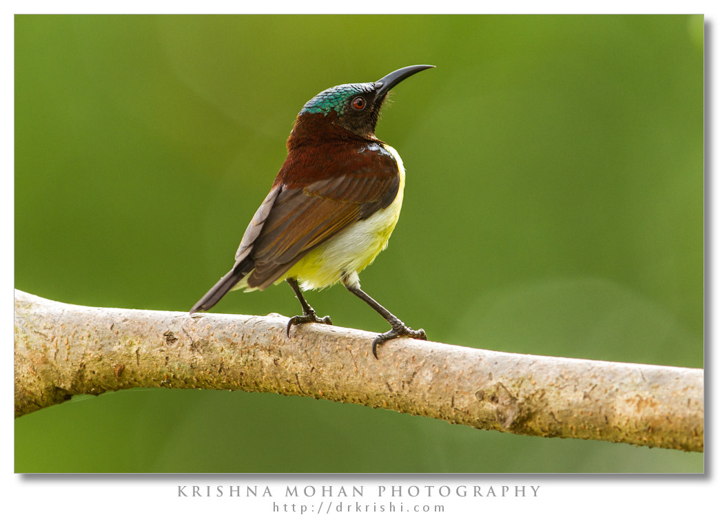 Male Purple-rumped Sunbird (Leptocoma zeylonica)