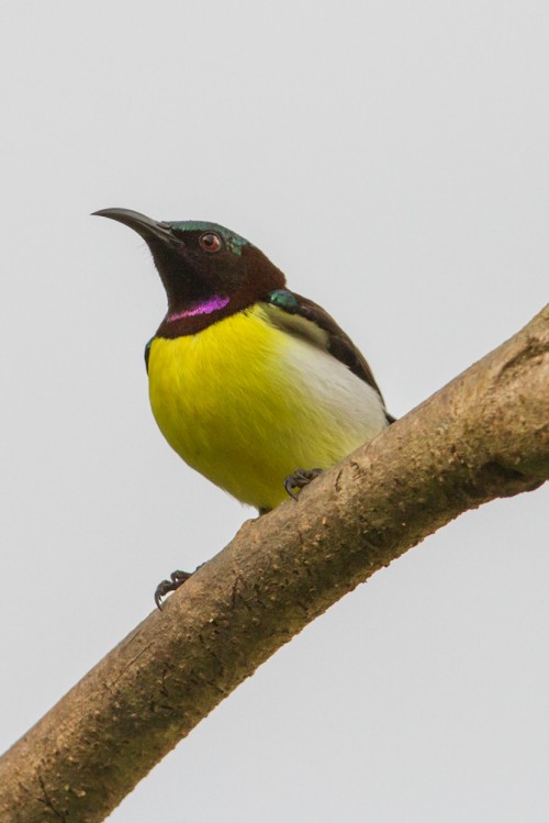 Male Purple-rumped Sunbird (Leptocoma zeylonica)