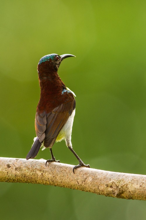 Male Purple-rumped Sunbird (Leptocoma zeylonica)