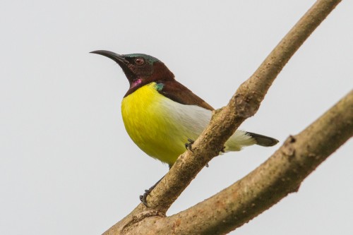 Male Purple-rumped Sunbird (Leptocoma zeylonica)