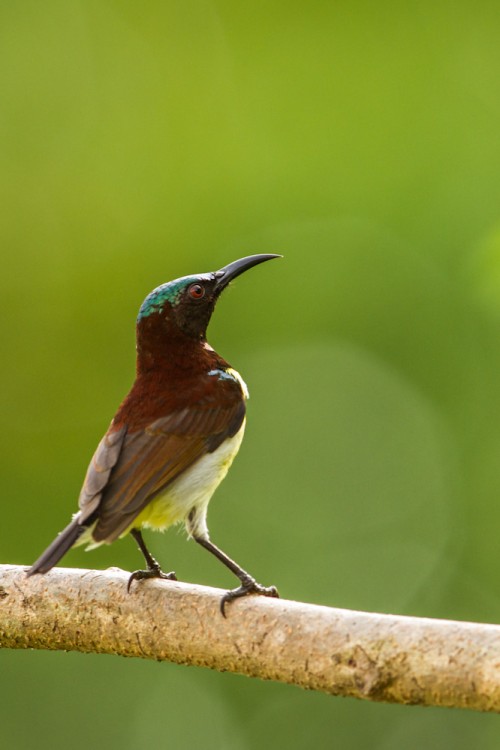 Male Purple-rumped Sunbird (Leptocoma zeylonica)