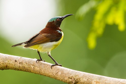 Male Purple-rumped Sunbird (Leptocoma zeylonica)