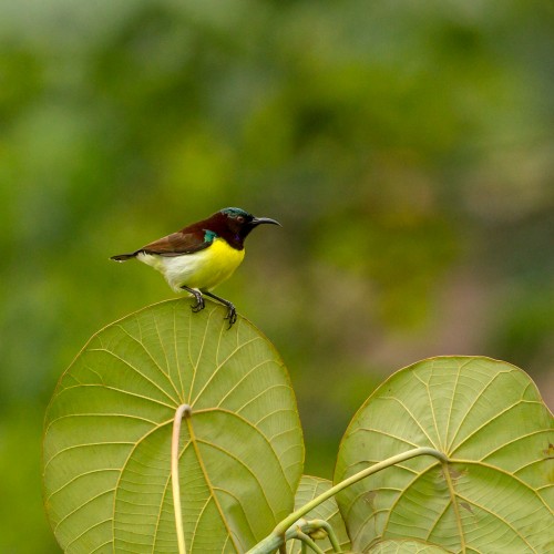 Male Purple-rumped Sunbird (Leptocoma zeylonica)