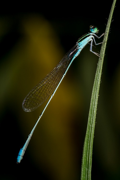 Asian Slim Damselfly (Aciagrion occidentale)