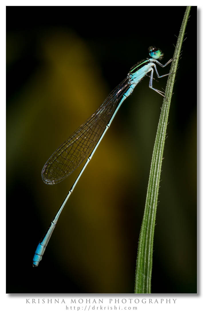 Asian Slim Damselfly (Aciagrion occidentale)