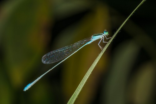 Asian Slim Damselfly (Aciagrion occidentale)