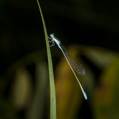 Asian Slim Damselfly (Aciagrion occidentale)