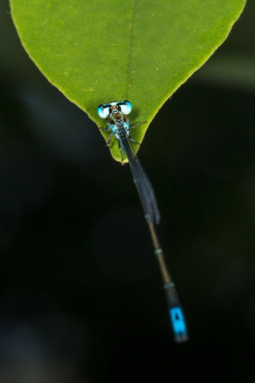 Asian Slim Damselfly (Aciagrion occidentale)