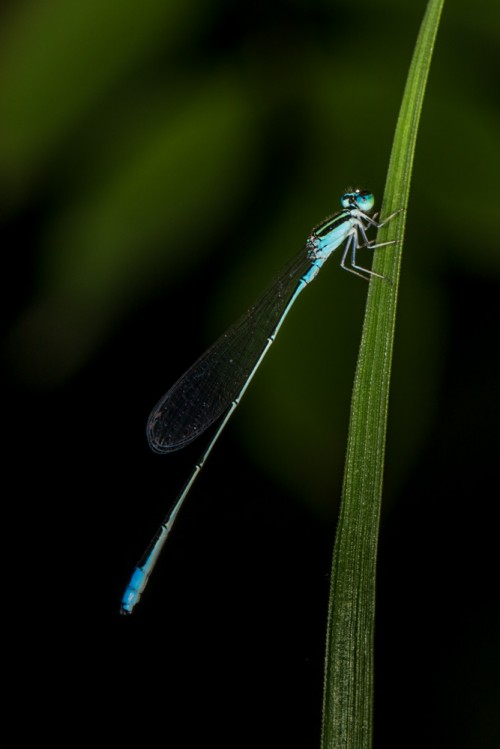 Asian Slim Damselfly (Aciagrion occidentale)