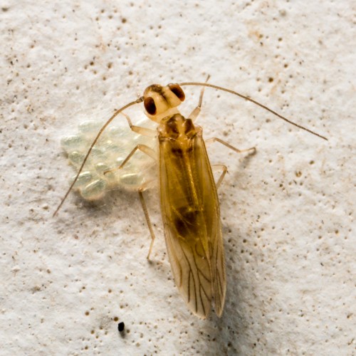 Bark Lice with Eggs