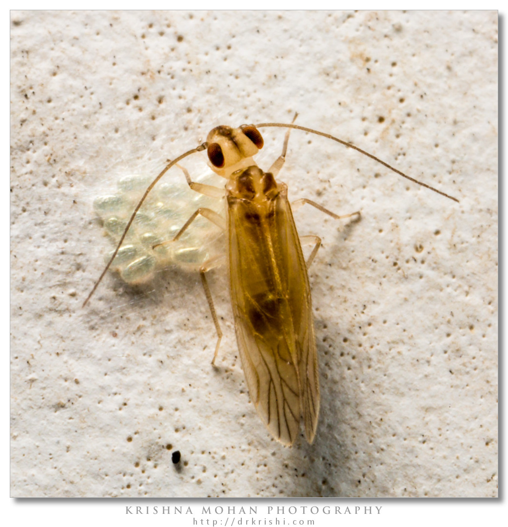 Bark Lice with Eggs