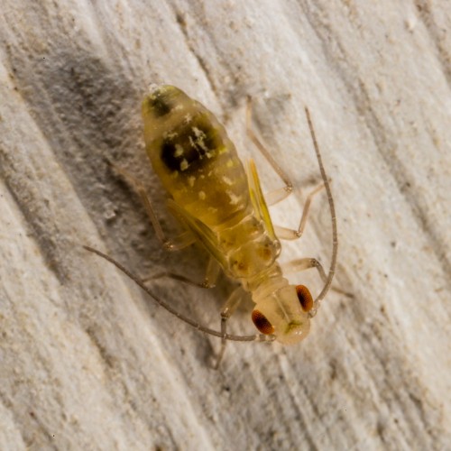 Bark Lice Nymph