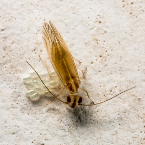 Bark Lice with Eggs