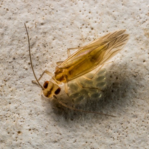 Bark Lice with Eggs