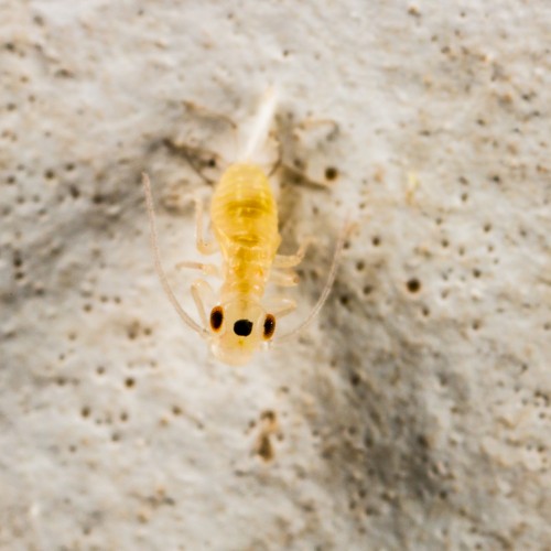 Bark Lice Very Young Nymph