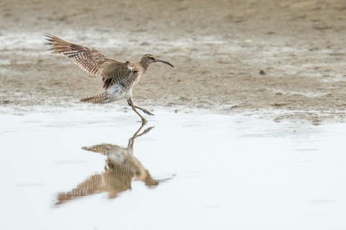 Whimbrel