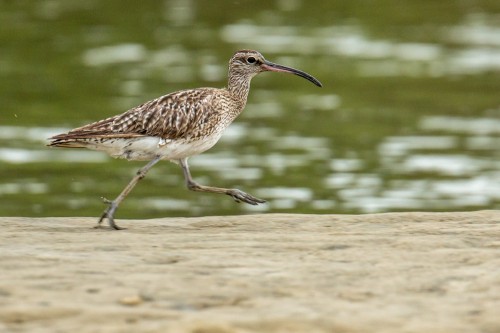 Whimbrel