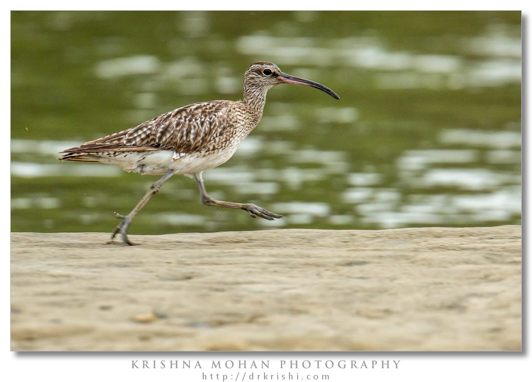 Whimbrel