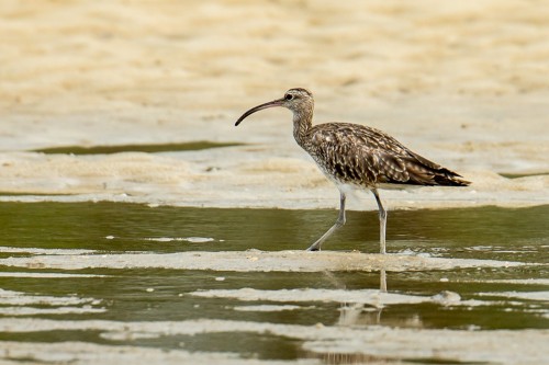 Whimbrel