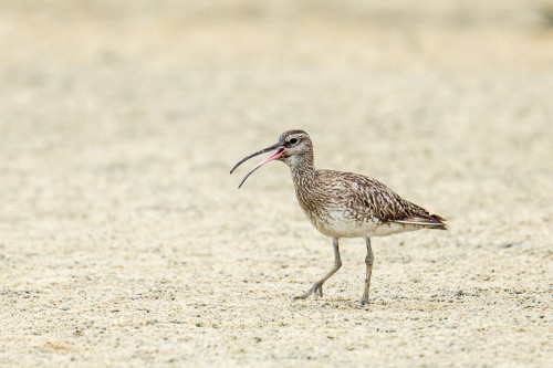 Whimbrel