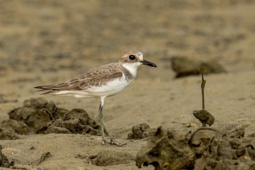 Greater Sand Plover