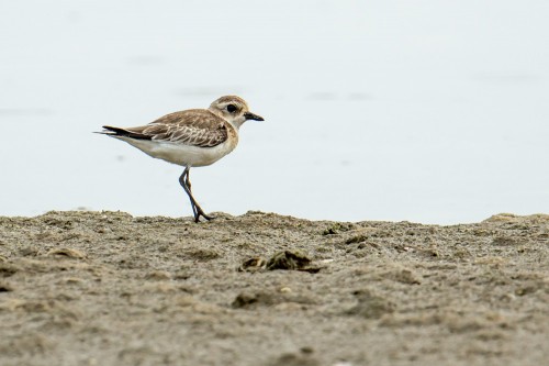 Lesser Sand Plover