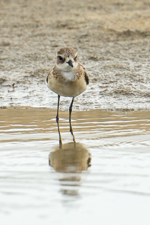 Lesser Sand Plover