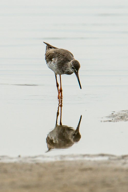 Common Redshank