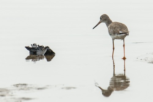 Common Redshank