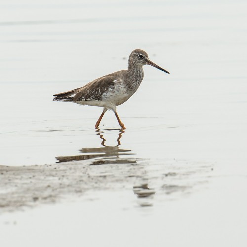 Common Redshank