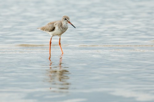 Common Redshank