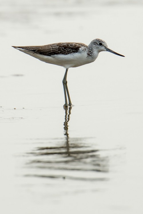 Common Greenshank