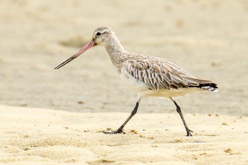 Bar-tailed Godwit