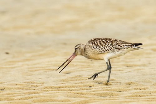 Bar-tailed Godwit