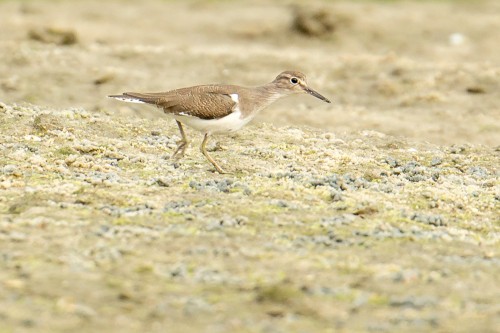 Common Sandpiper