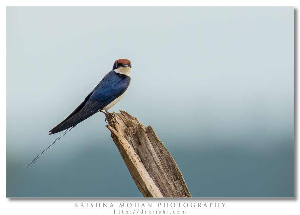 Wire-tailed Swallow